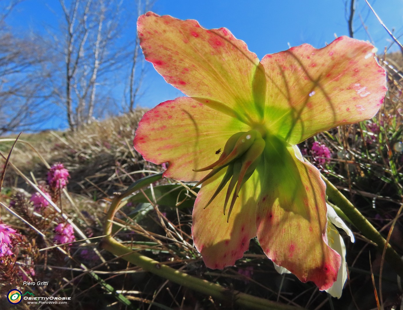 42 Helleborus niger (Elleboro) in fruttescenza.JPG